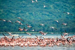 Lake Manyara Lake Manyara