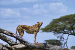 Serengeti National Park Serengeti National Park