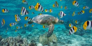 A,Green,Sea,Turtle,With,A,School,Of,Tropical,Fish A,Green,Sea,Turtle,With,A,School,Of,Tropical,Fish