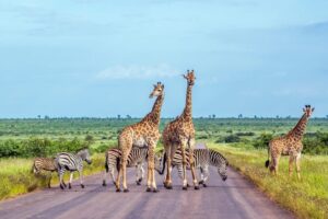 Giraffe,And,Plains,Zebra,In,Kruger,National,Park,,South,Africa